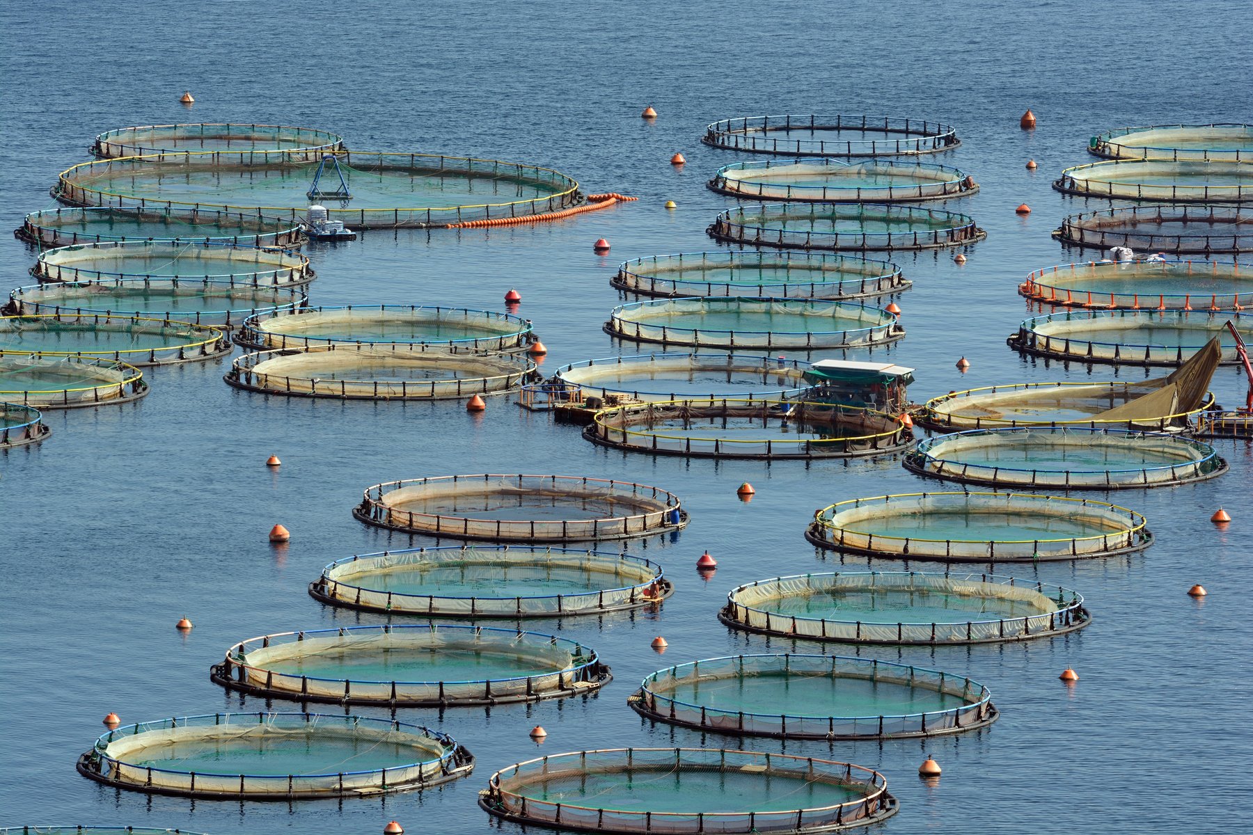 Fish Farm