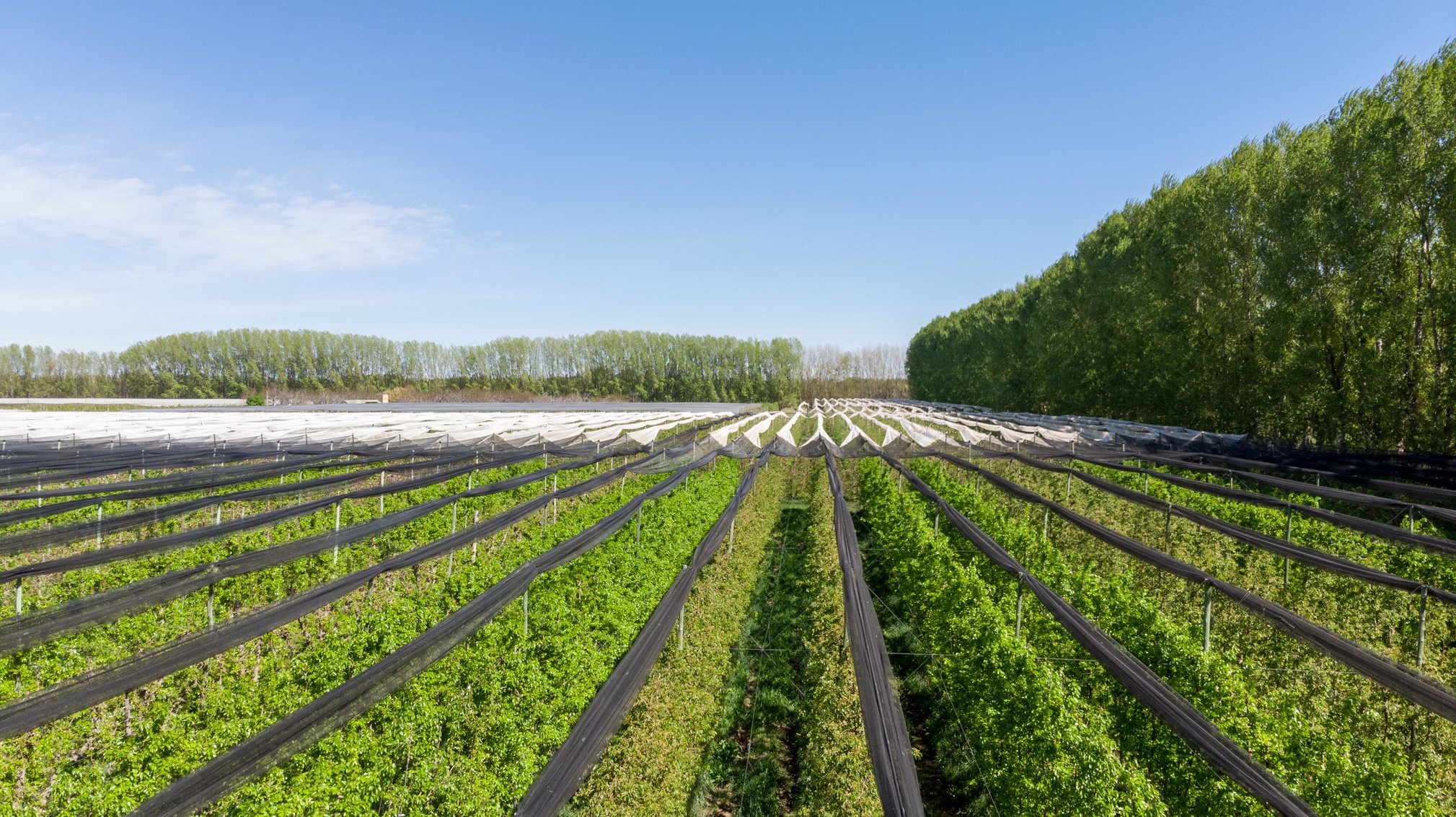 Agricultural Production in Farm 