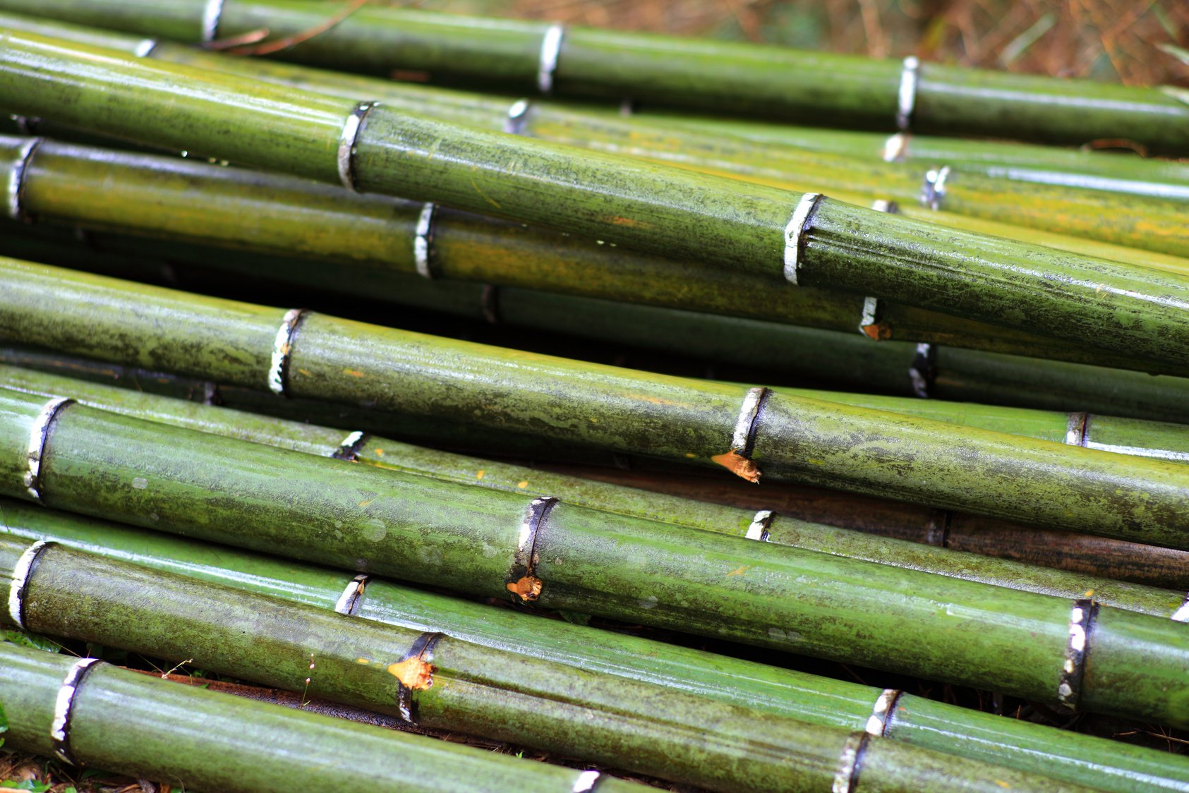 Bamboo Raw Materials